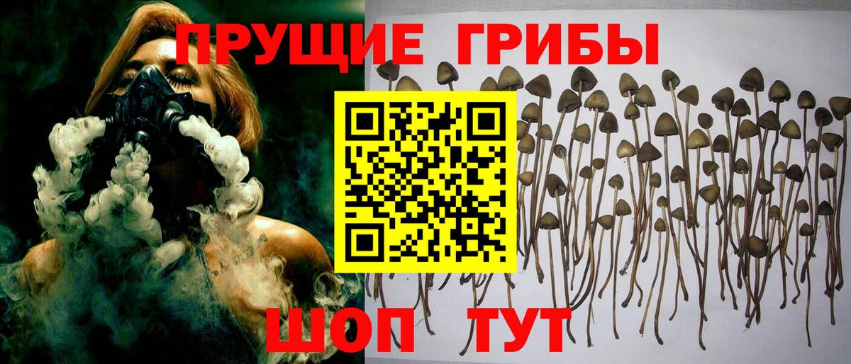 Галлюциногенные грибы Psilocybine cubensis Котовск
